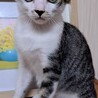 元気いっぱいのほたてくん