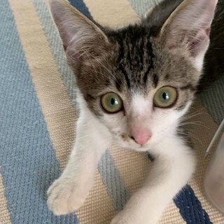 人慣ればっちりのあずきちゃん