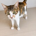 急募！キジトラ三毛女の子