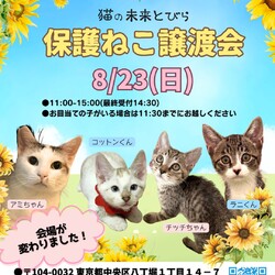 ★猫の未来とびら譲渡会★八丁堀徒歩2分