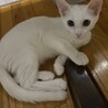 可愛い白猫　ファンくん