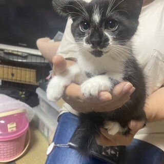 ハチワレくん！