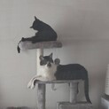 とっても仲良しキジトラくんと黒猫ちゃん