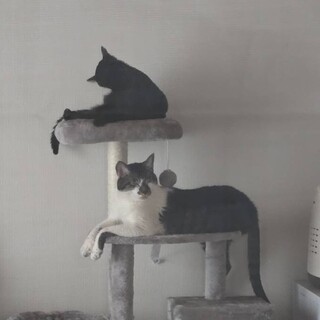 とっても仲良しキジトラくんと黒猫ちゃん