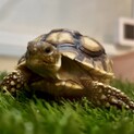 ケヅメリクガメのベビー
