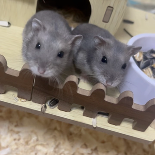 ブルーサファイアです！写真の右の子です