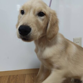 女の子　※大型犬飼育経験者のみ応募可※地域外は不可