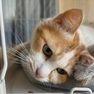 猫の里親募集「タケルくん！すりすり甘えん坊！」（埼玉県 :: ペットの