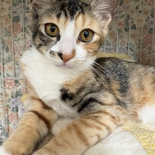 キュートな三毛猫♡ハイジ