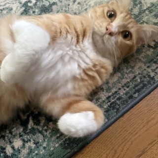 甘えん坊な茶トラくん