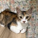 美✨️三毛猫♡クララ
