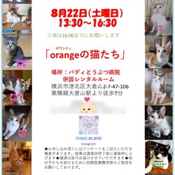 orangeの猫たちの譲渡会in大倉山