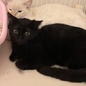 ジブリ顔！小柄な黒猫の男の子