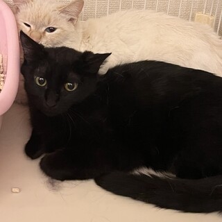 ジブリ顔！小柄な黒猫の男の子