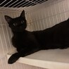 ジブリ顔！小柄な黒猫の男の子