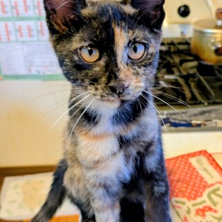 ヤンチャなサビちゃん