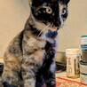 ヤンチャなサビちゃん サムネイル2