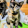 ヤンチャなサビちゃん サムネイル3