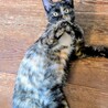 ヤンチャなサビちゃん サムネイル4