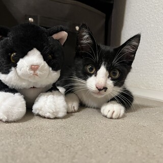 元気な子猫の里親になってくれる方募集しています！