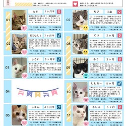 8月23日｛ラブとハッピー府中 保護猫譲渡会｝