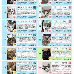 「8月23日｛ラブとハッピー府中 保護猫譲渡会｝」サムネイル2