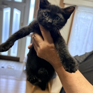 黒猫の仔猫4匹