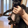 黒猫の仔猫4匹