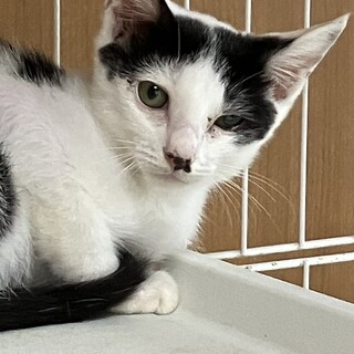 ５兄妹です★あおくん３ヶ月オス
