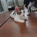 【一時停止】５兄弟です★恋(れん)３ヶ月オス