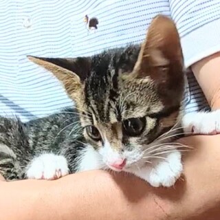 子猫　キジ白のオス