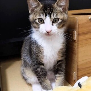 【ぐらす♂】天真爛漫な子猫兄弟