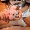 カミーノ
