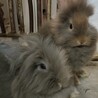 中毛～長毛♡うさぎの赤ちゃん サムネイル2