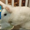 中毛～長毛♡うさぎの赤ちゃん サムネイル5