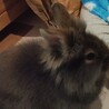 中毛～長毛♡うさぎの赤ちゃん サムネイル6