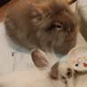 中毛～長毛♡うさぎの赤ちゃん サムネイル7