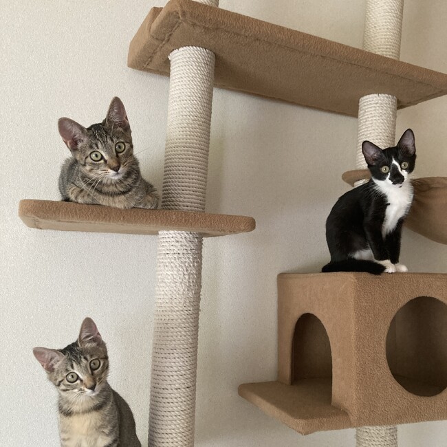 lotのカバー写真