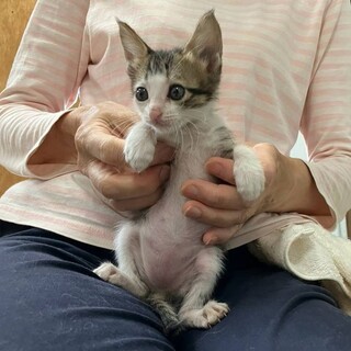 仲良し3姉妹　パッツンちゃん　里親さん募集中