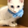 ブルーアイの男の子　ボンボン サムネイル2
