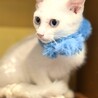 ブルーアイの男の子　ボンボン サムネイル3