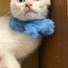 ブルーアイの男の子　ボンボン サムネイル6