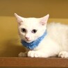 ブルーアイの男の子　ボンボン サムネイル7