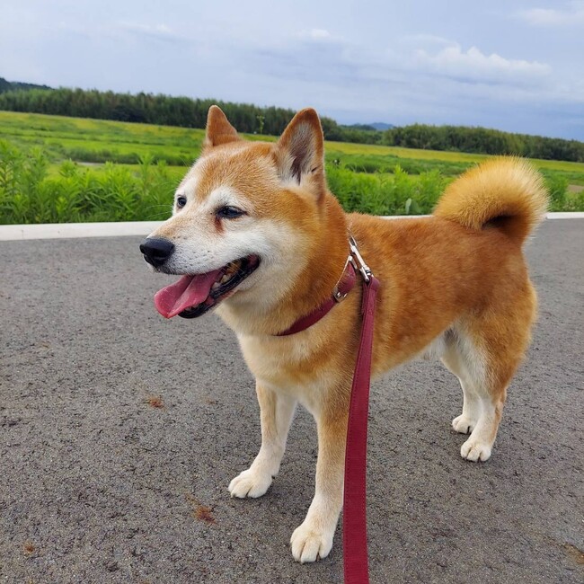 あきおんせんのカバー写真