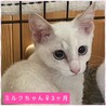 里親決定。ミルクちゃん譲渡会参加 サムネイル3