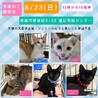里親決定。ミルクちゃん譲渡会参加 サムネイル6