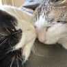 キキまみー