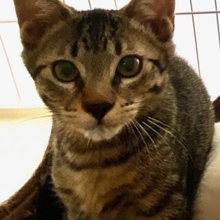 甘茶くん　キジトラ　まだちょっぴりビビりです