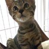 甘茶くん　キジトラ　まだちょっぴりビビりです サムネイル2
