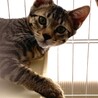 甘茶くん　キジトラ　まだちょっぴりビビりです サムネイル4
